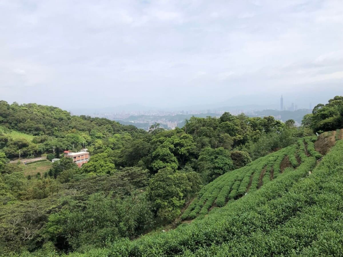 Pinglin Tea Culture and Maokong Full-Day Tour from Taipei