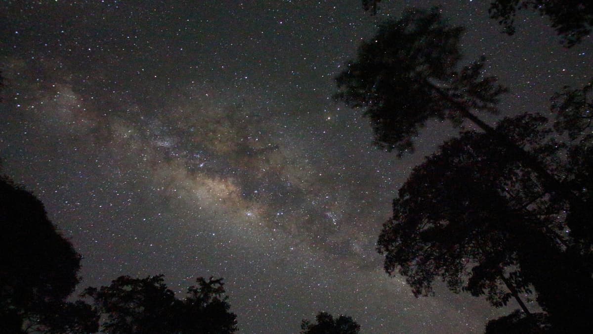 Guided Evening Rainforest Walk and Glow Worms Experience from Gold Coast