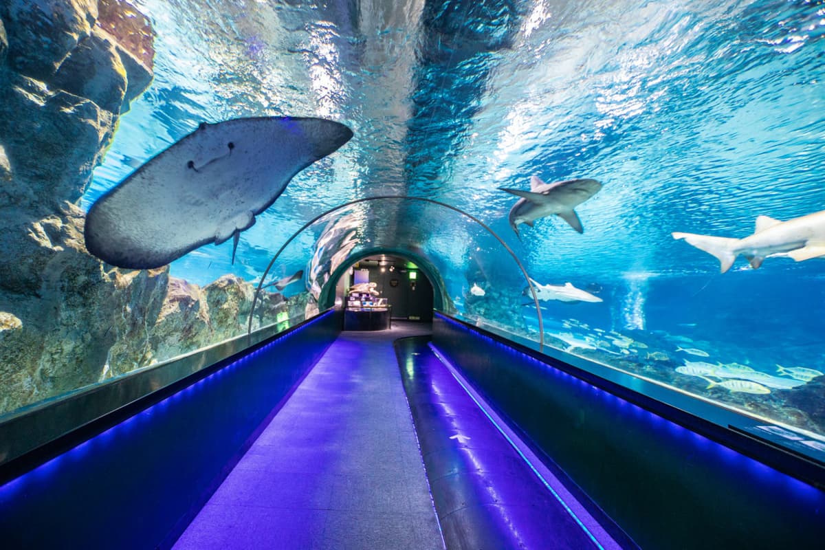 SEA LIFE COEX, Seoul Aquarium Ticket