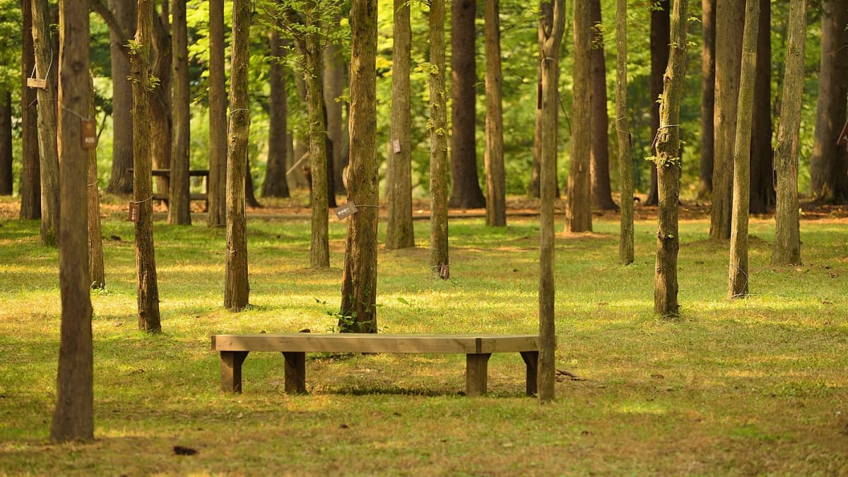 Nami Island, Petite France, Italian Village, and Gangchon Rail Bike Tour from Seoul