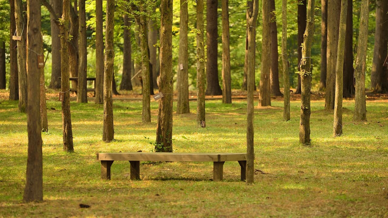 Nami Island, Petite France, Italian Village, and Gangchon Rail Bike Tour from Seoul