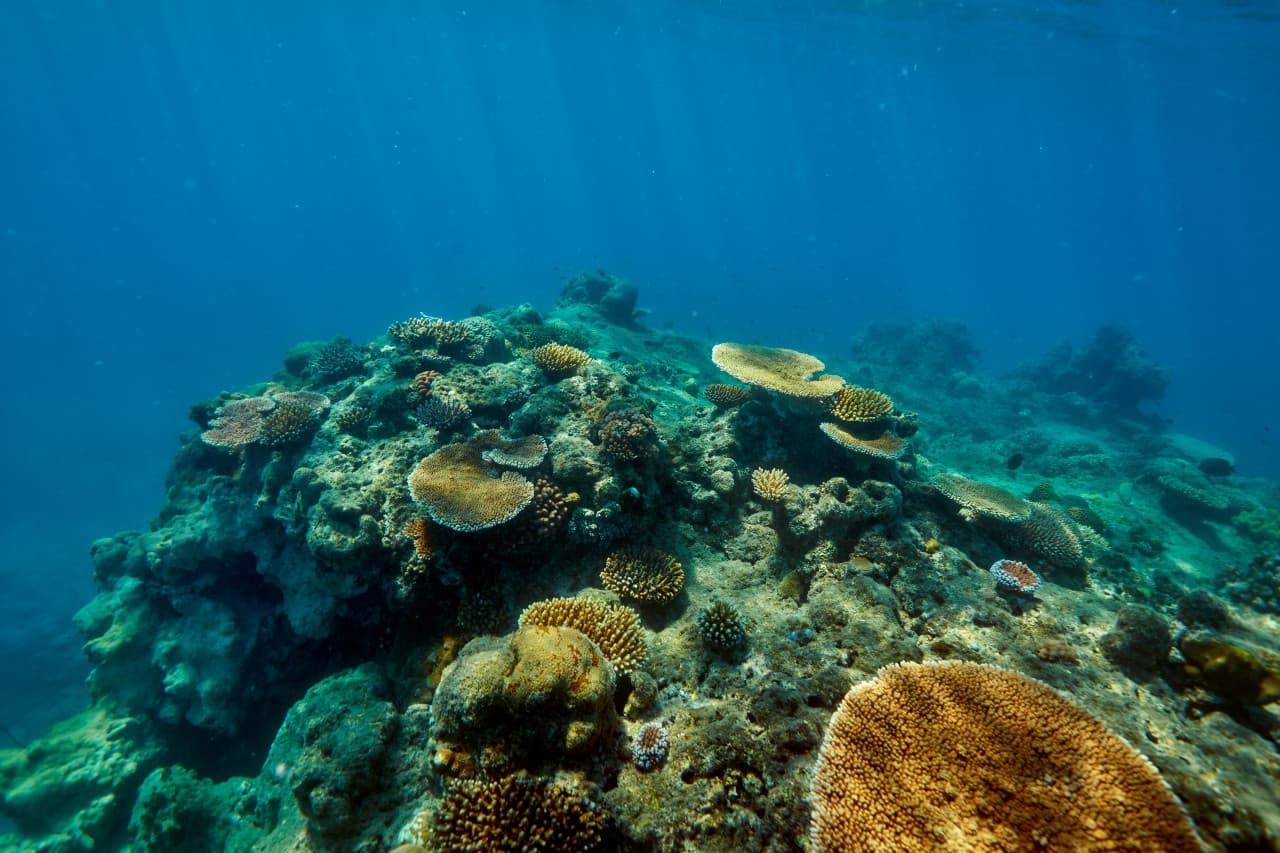Green Island Great Barrier Reef Half Day Tour from Cairns