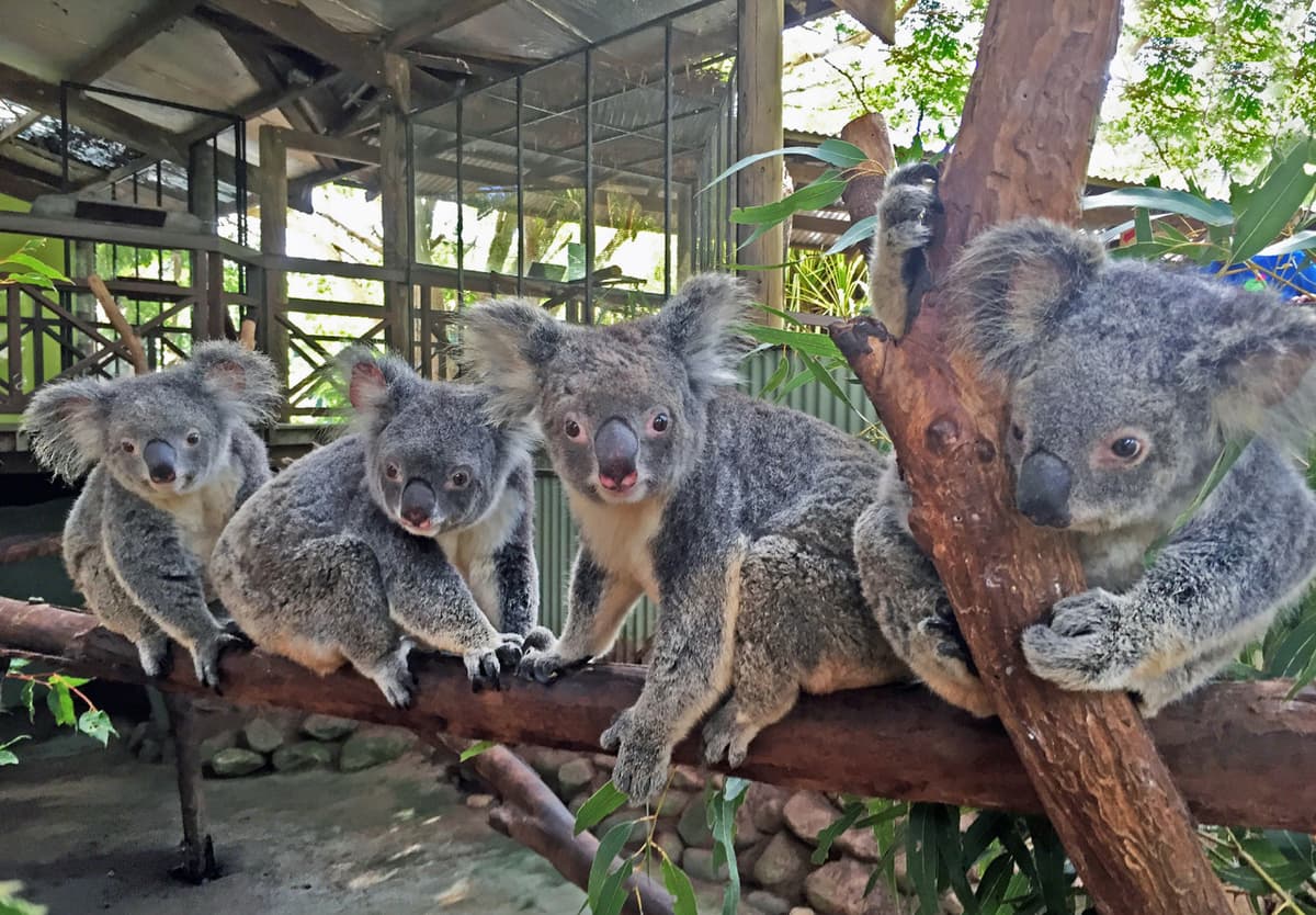 Kuranda Rainforestation Nature Park Full-Day Tour from Cairns with Skyrail Rainforest Cableway