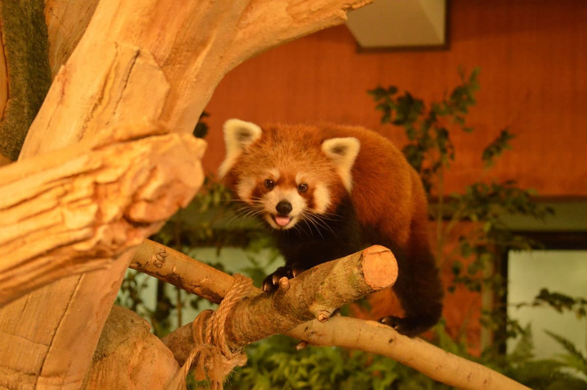 Neo Park Okinawa