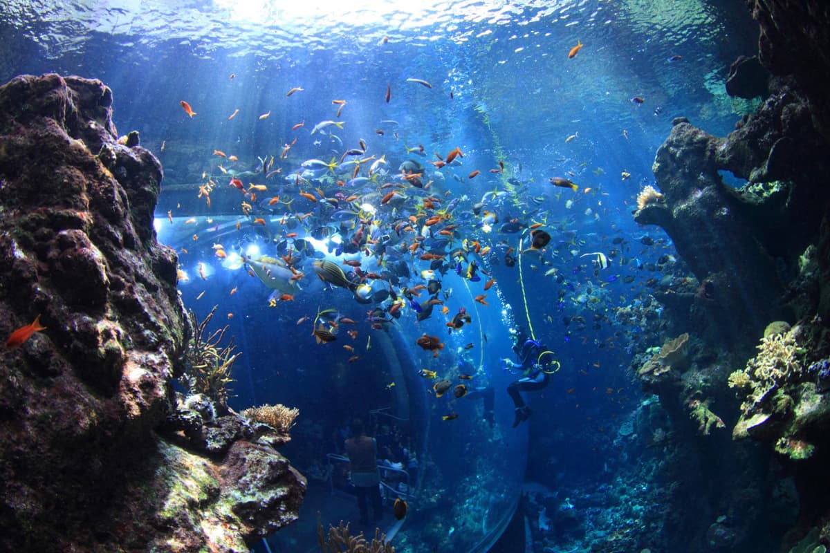Go City San Francisco Explorer Pass: Save up to 50% on Attractions