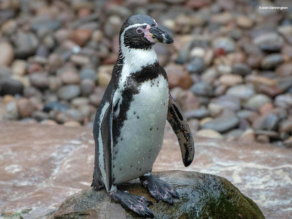 Colchester Zoo Ticket