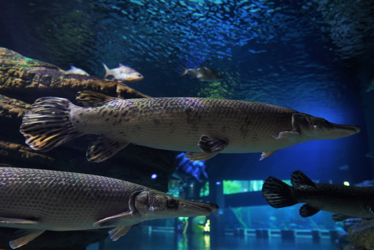 Aquaria Phuket