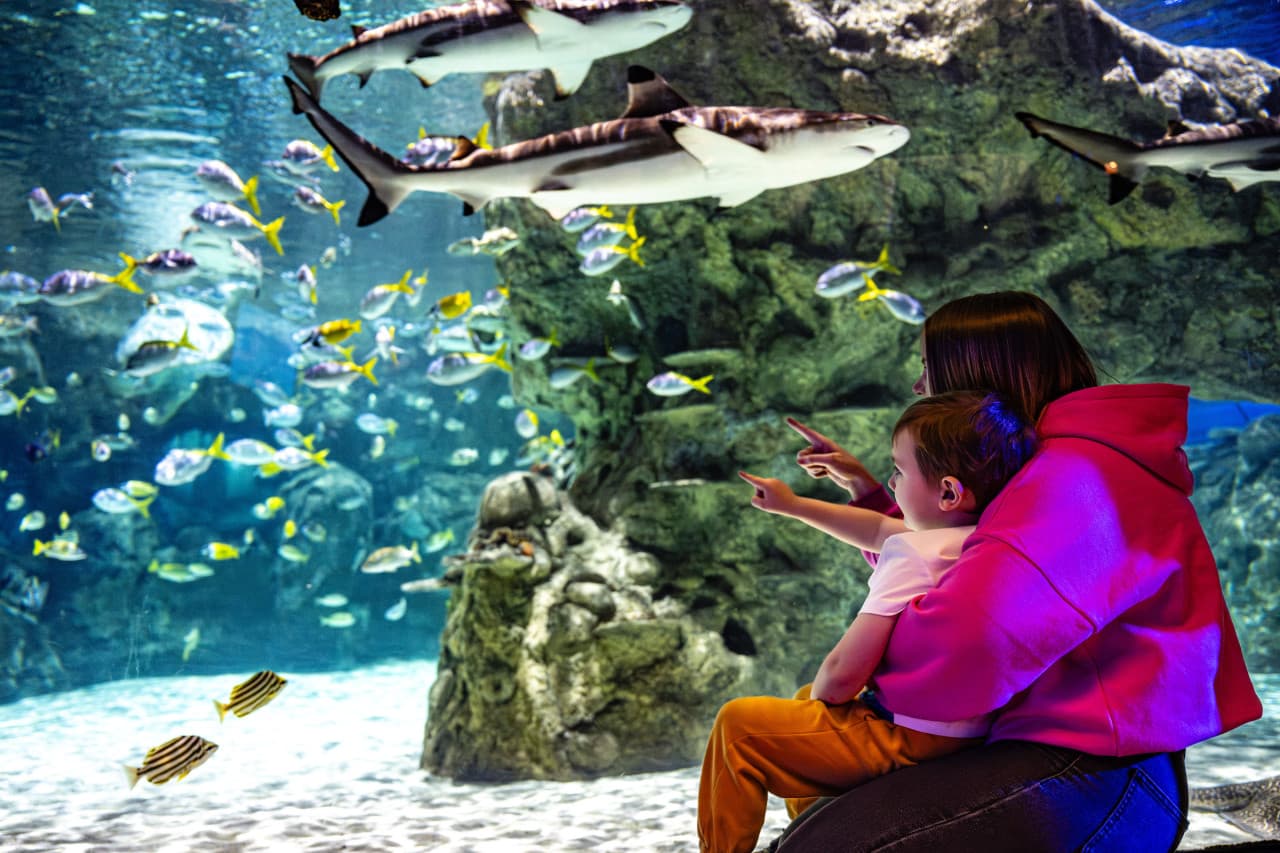 SEA LIFE Brighton Ticket