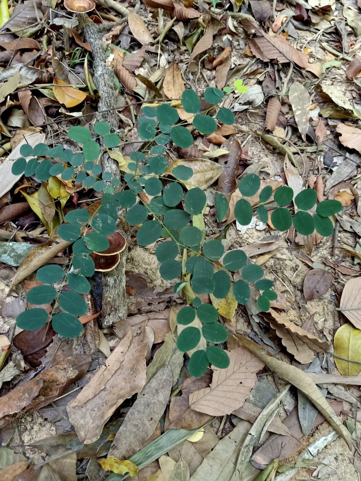 Langkawi Rainforest Trekking