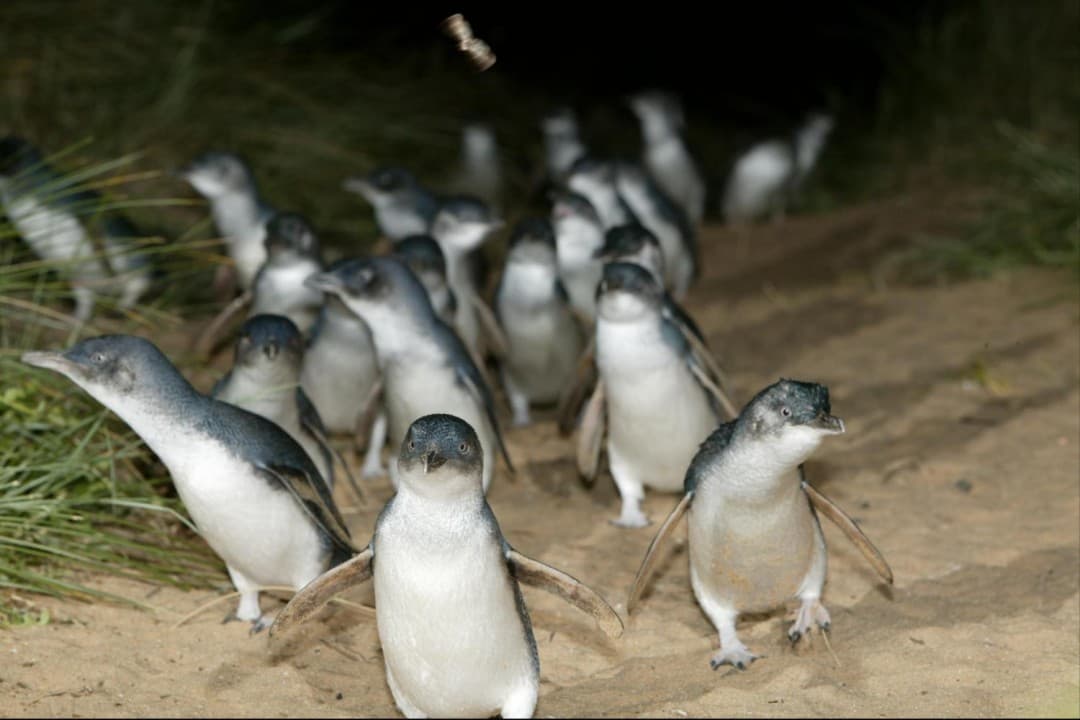 Phillip Island with Penguin Parade Eco Tour