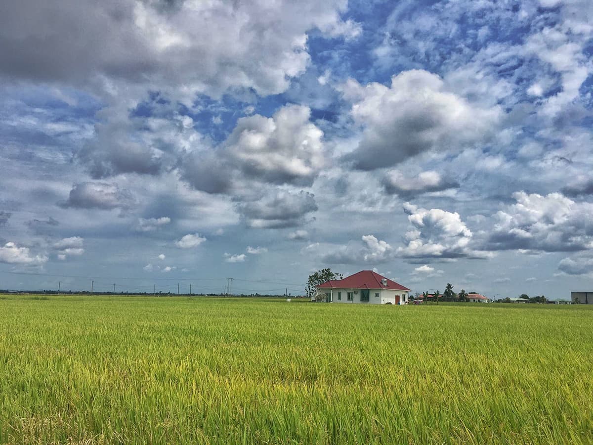 Sekinchan Paddy Fields and Fishing Village Tour from Kuala Lumpur
