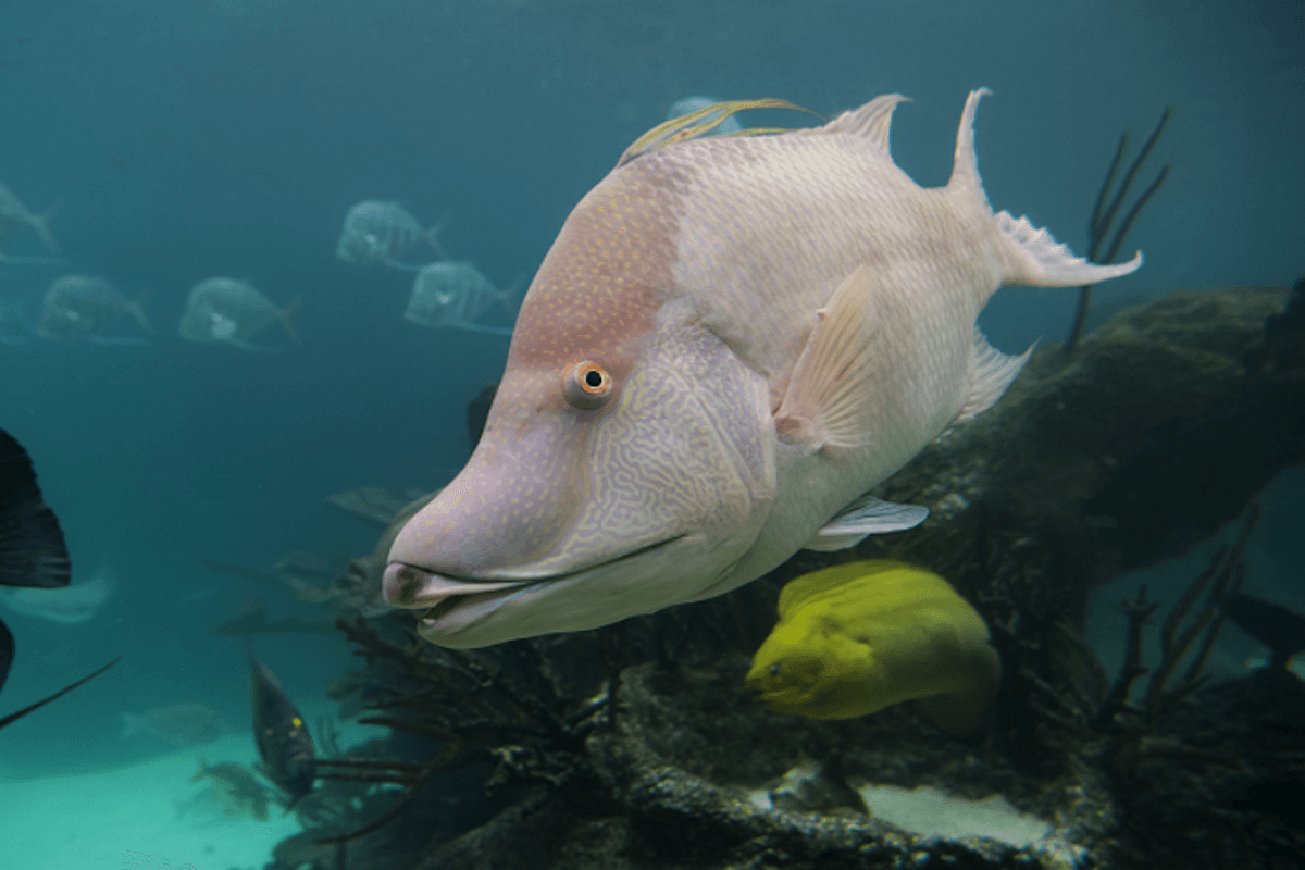 New York Aquarium