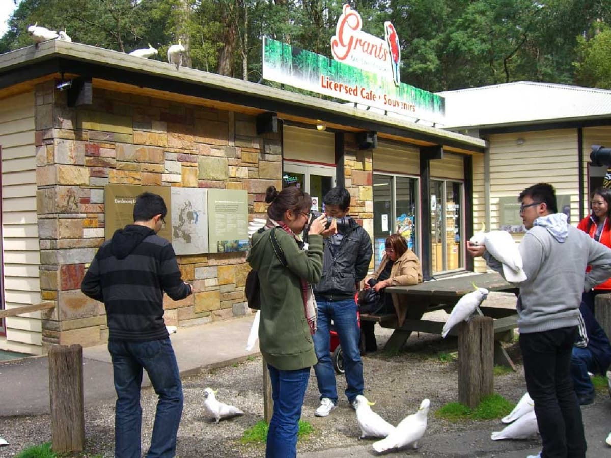 Puffing Billy and Healesville Sanctuary Tour