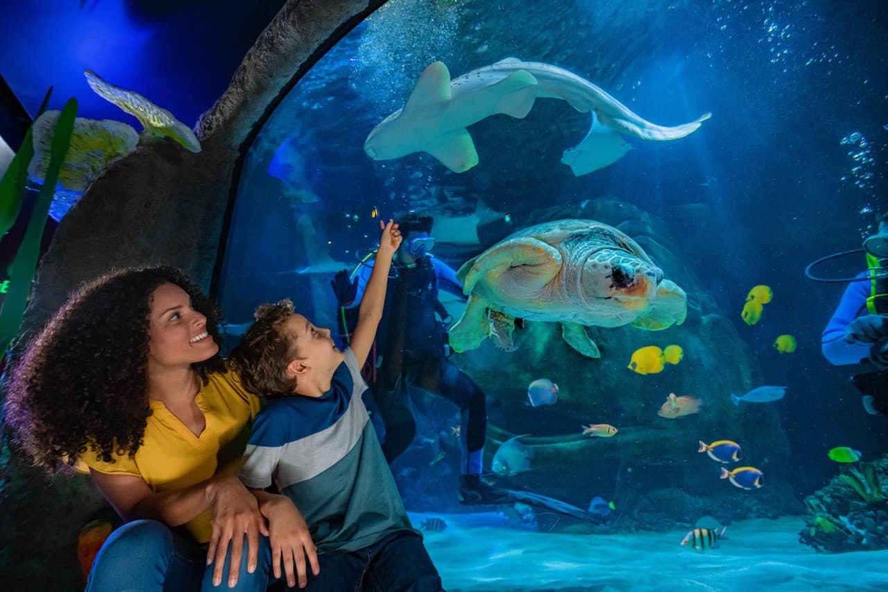 COMBO: The Orlando Eye + Madame Tussauds Orlando + SEA LIFE Orlando Aquarium Ticket