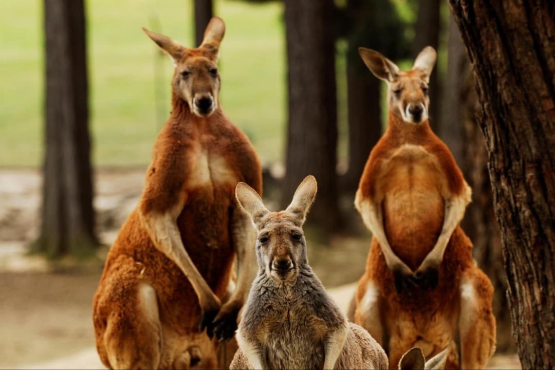 Sovereign Hill Tour from Melbourne