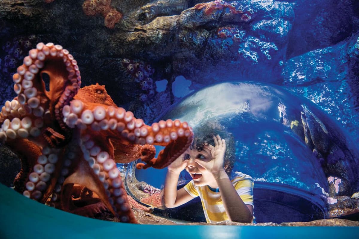 Go City San Diego All-Inclusive Pass Plus: Save up to 50% on Attractions