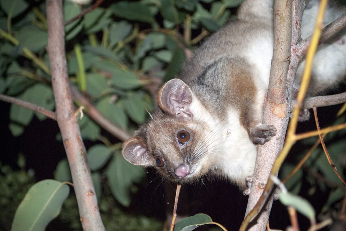 Guided Evening Rainforest Walk and Glow Worms Experience from Gold Coast