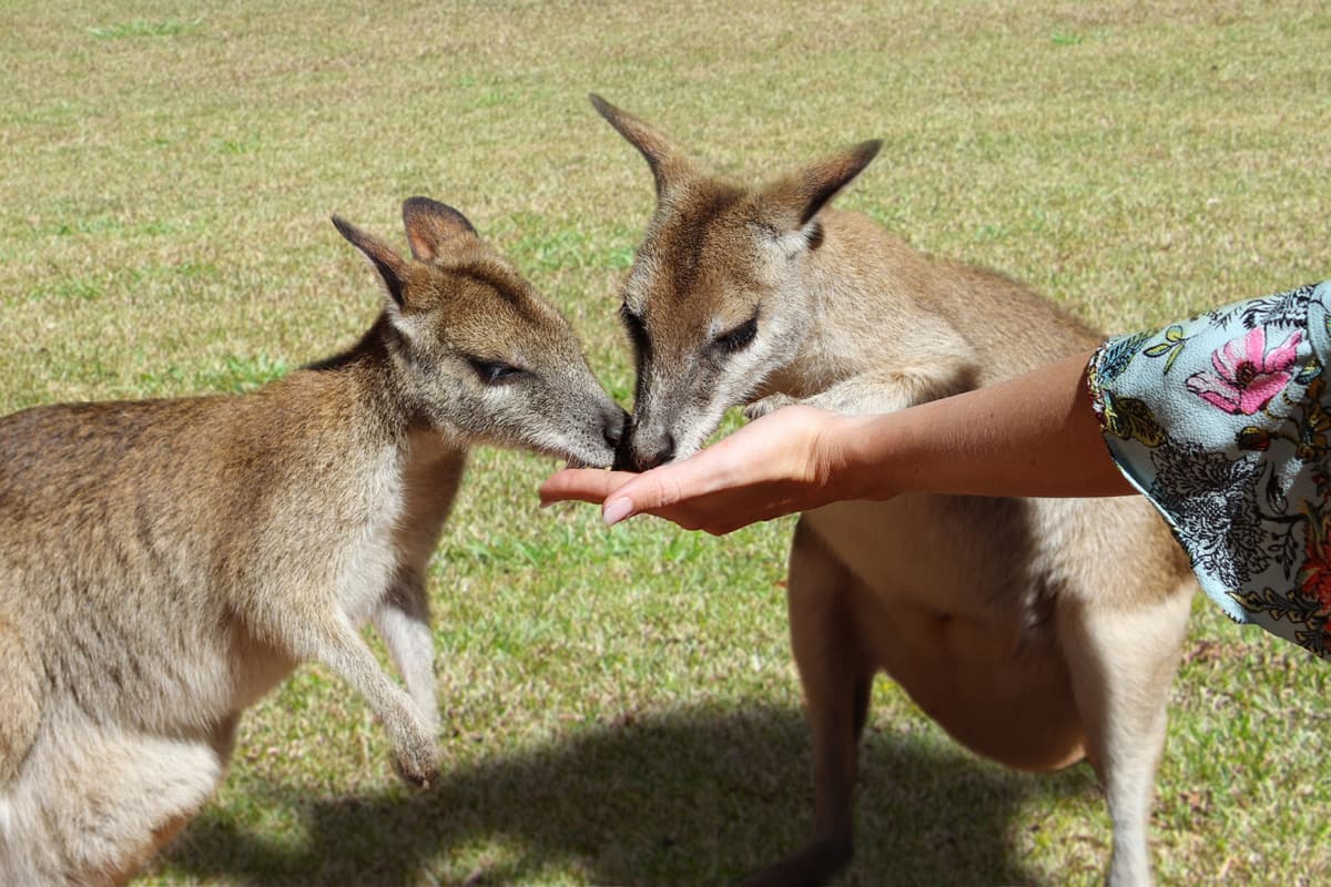 Kuranda Rainforestation Nature Park Full-Day Tour from Cairns with Kuranda Scenic Railway