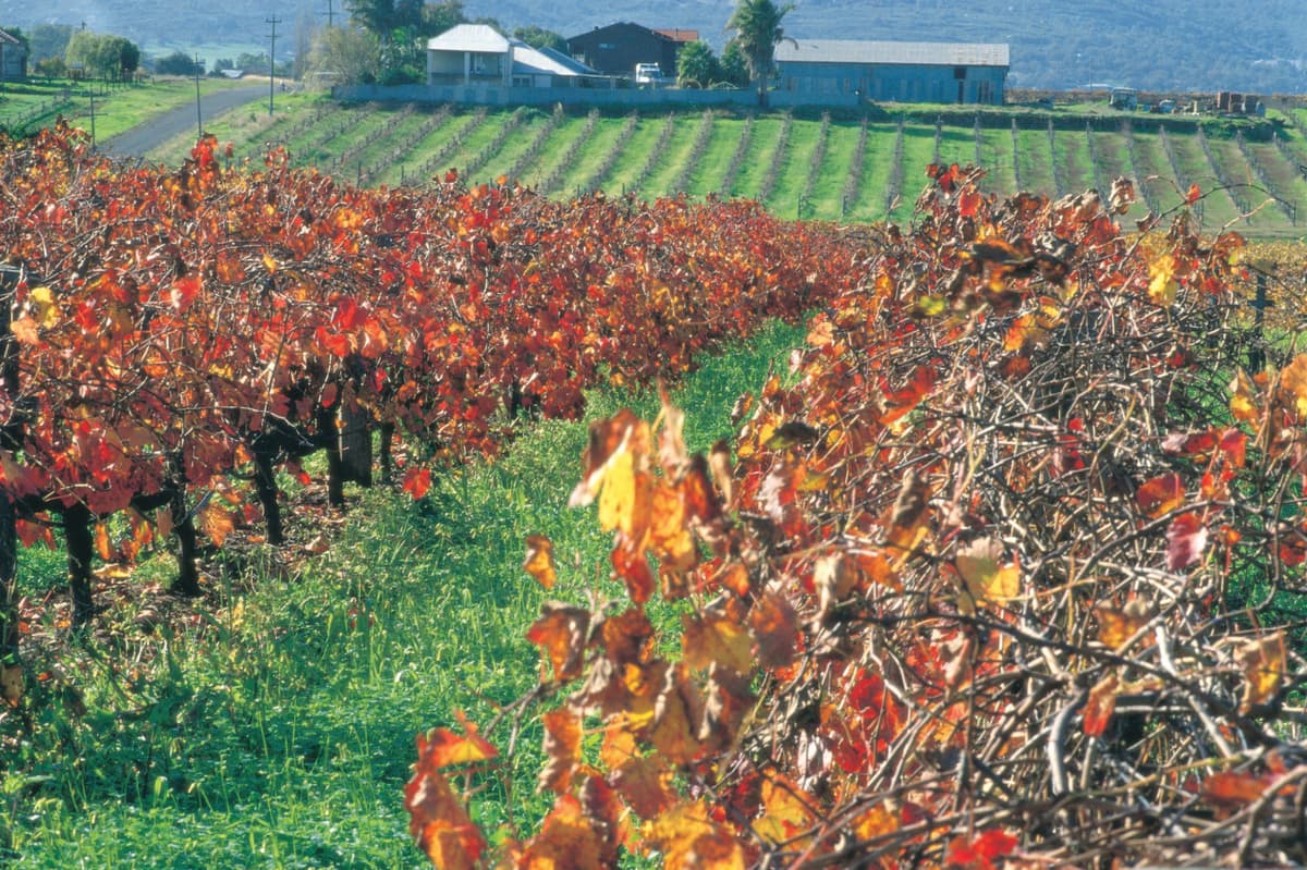 Swan Valley Half-Day Coach Tour with Wine and Chocolate Tasting