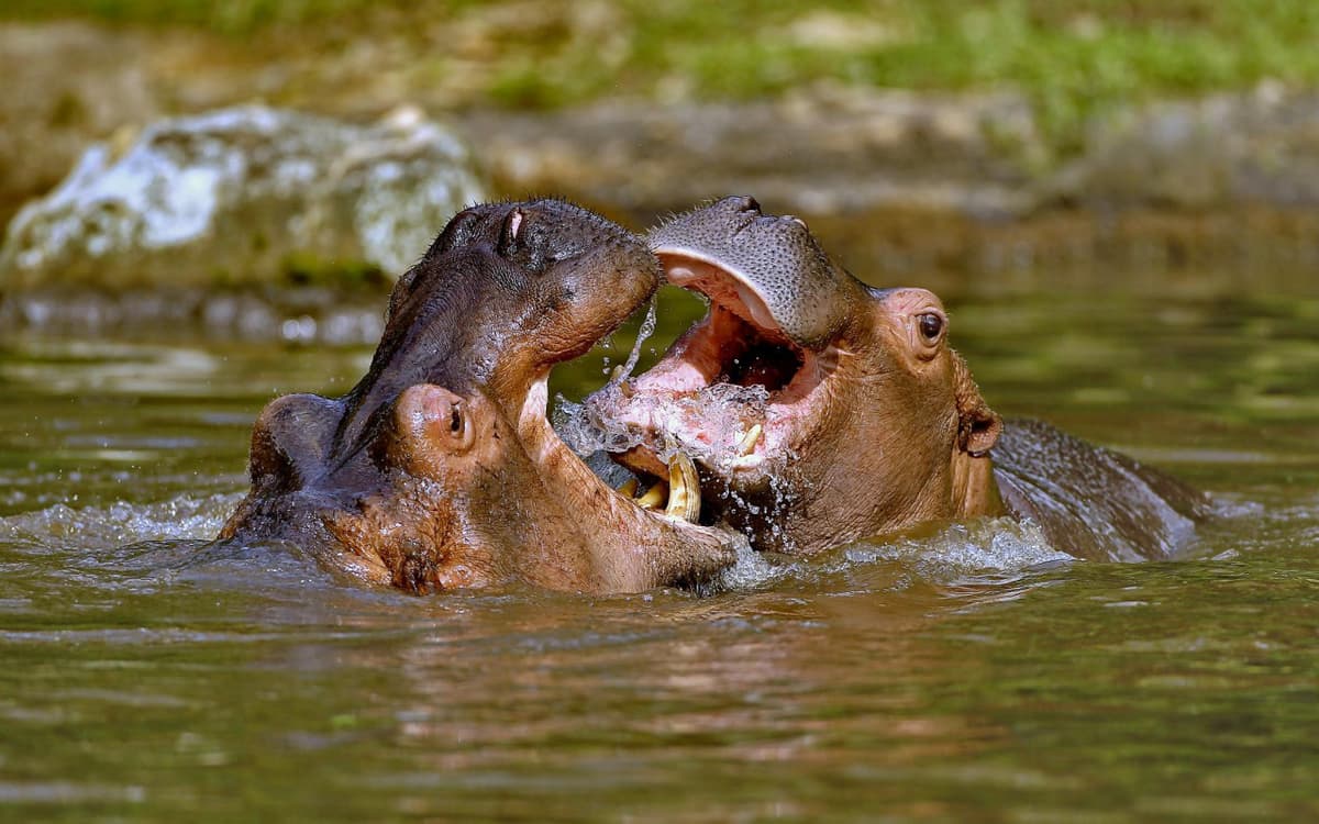 Bali Safari Park Ticket