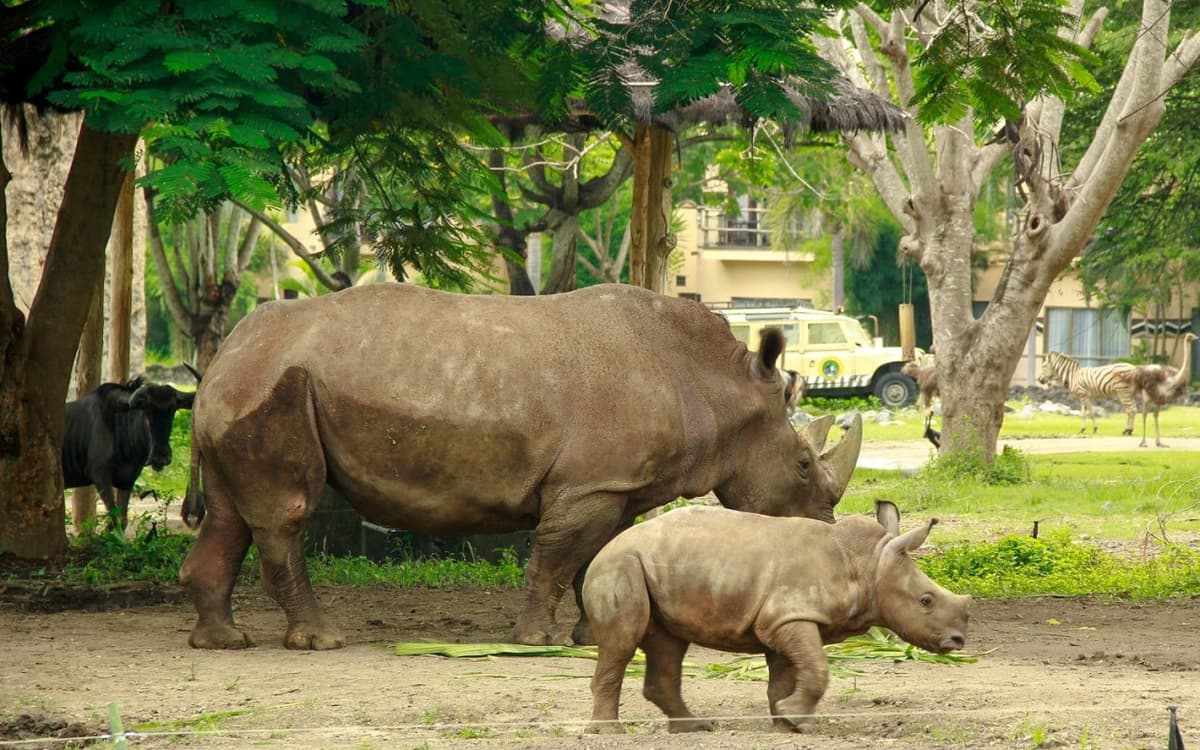 Bali Safari Park Ticket
