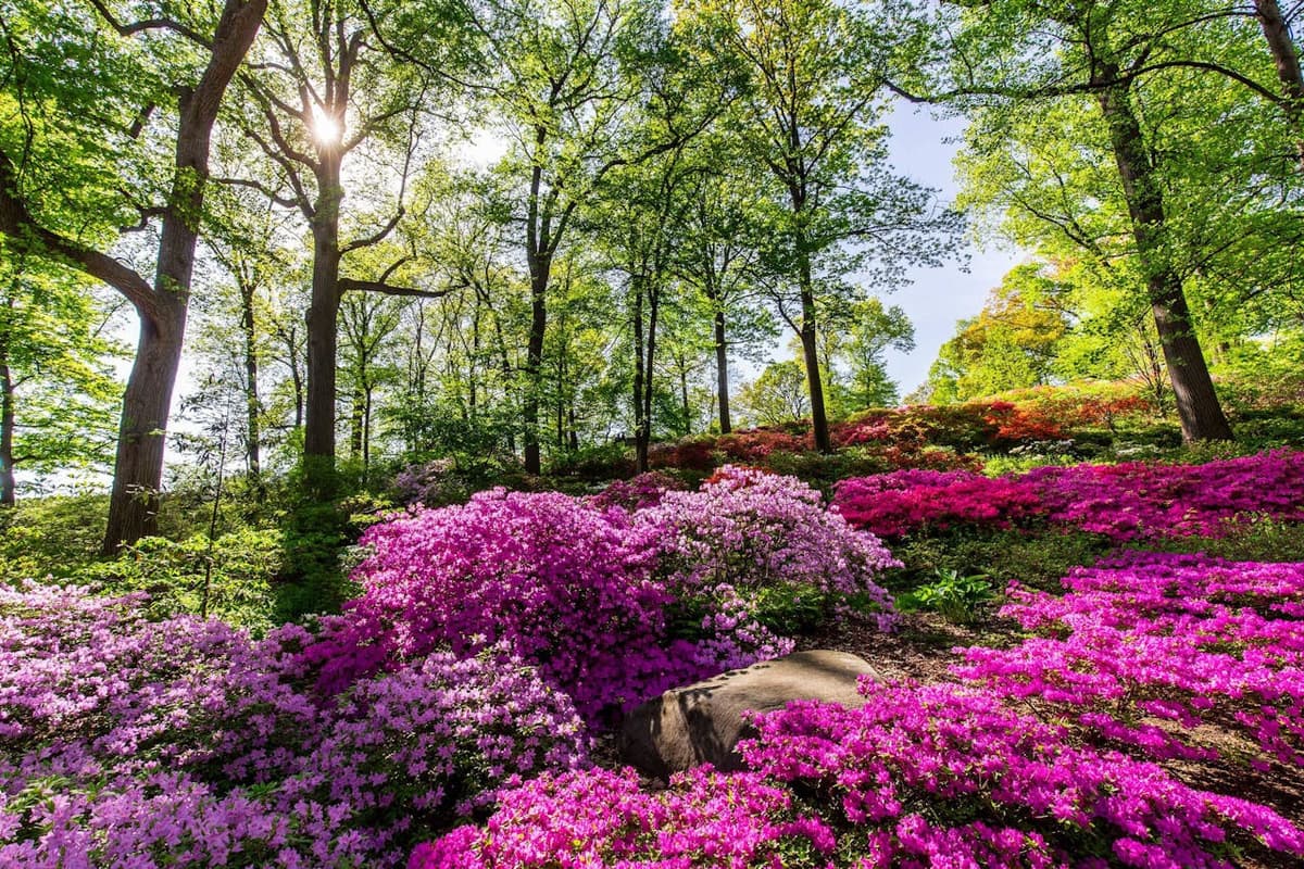 New York Botanical Garden Ticket