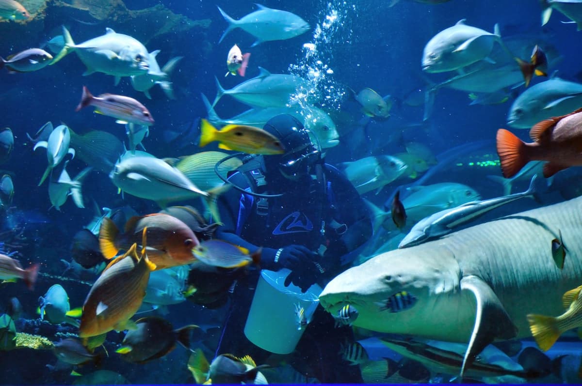Chiang Mai Zoo Aquarium