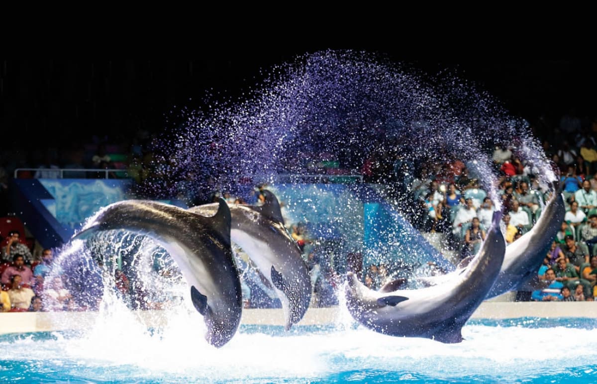 COMBO: Dubai Dolphinarium + Dubai Crocodile Park Tickets