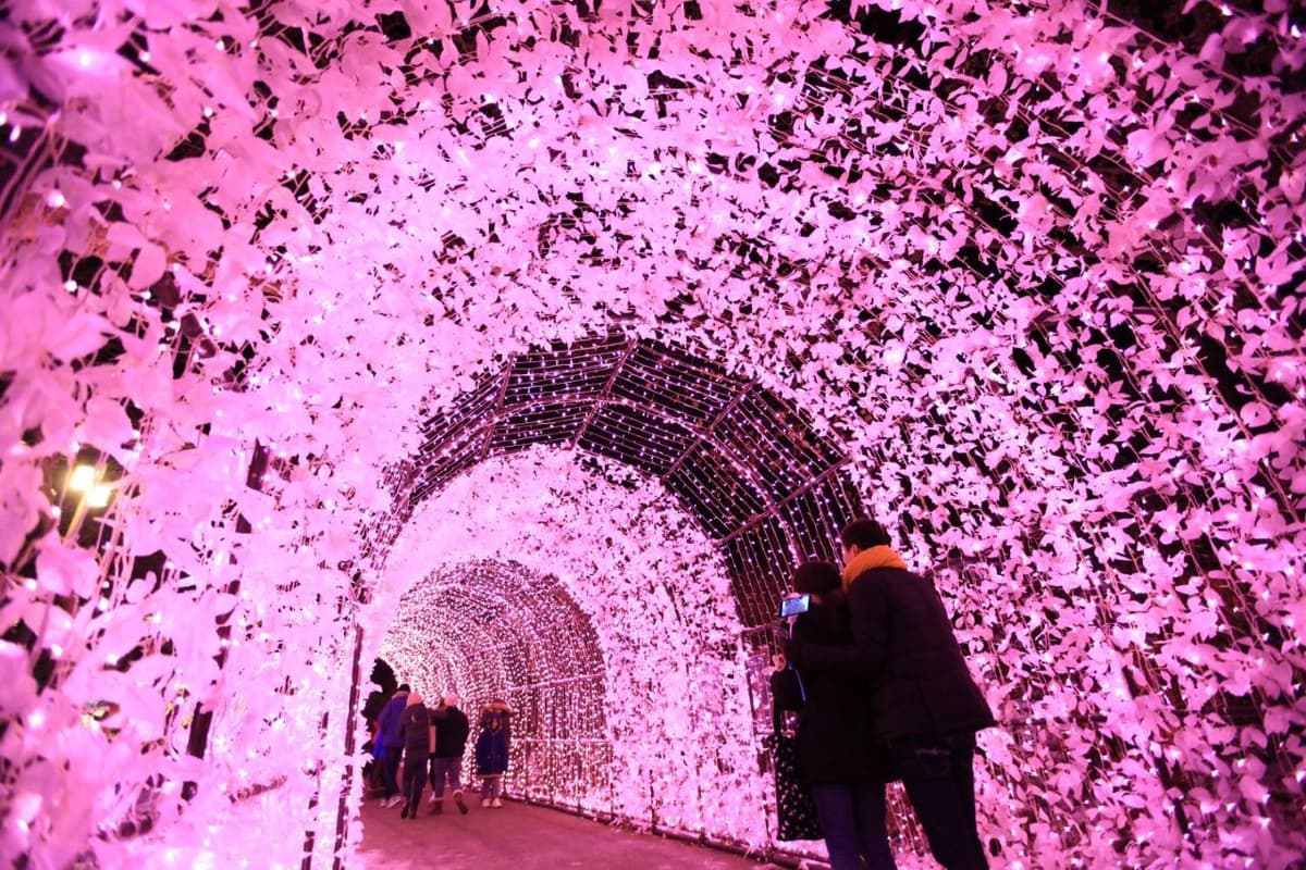 Alpaca World, Nami Island, and Garden of Morning Calm Tour from Seoul
