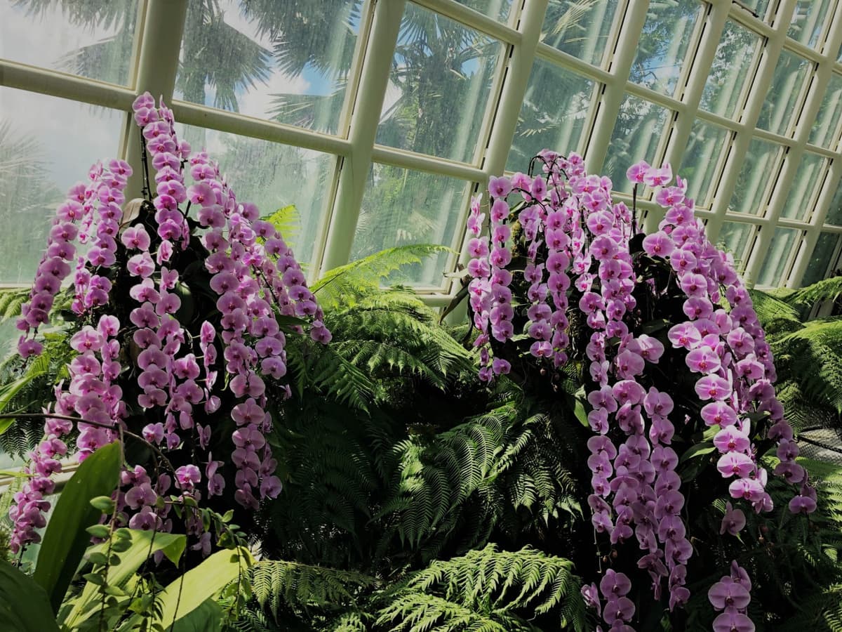National Orchid Garden Ticket