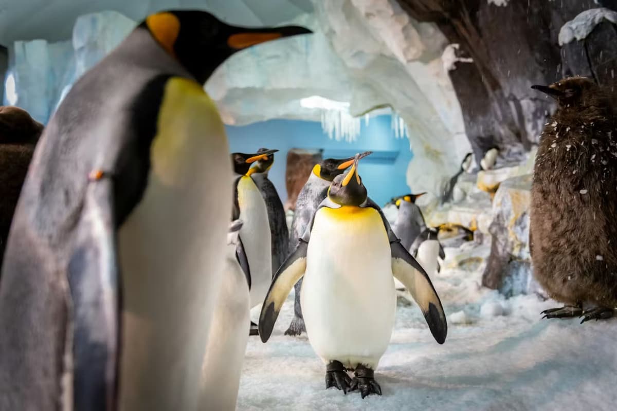 SeaWorld Orlando Ticket: Direct Entry + Optional All-Day Dining Deal + Multi-Park Discount Ticket
