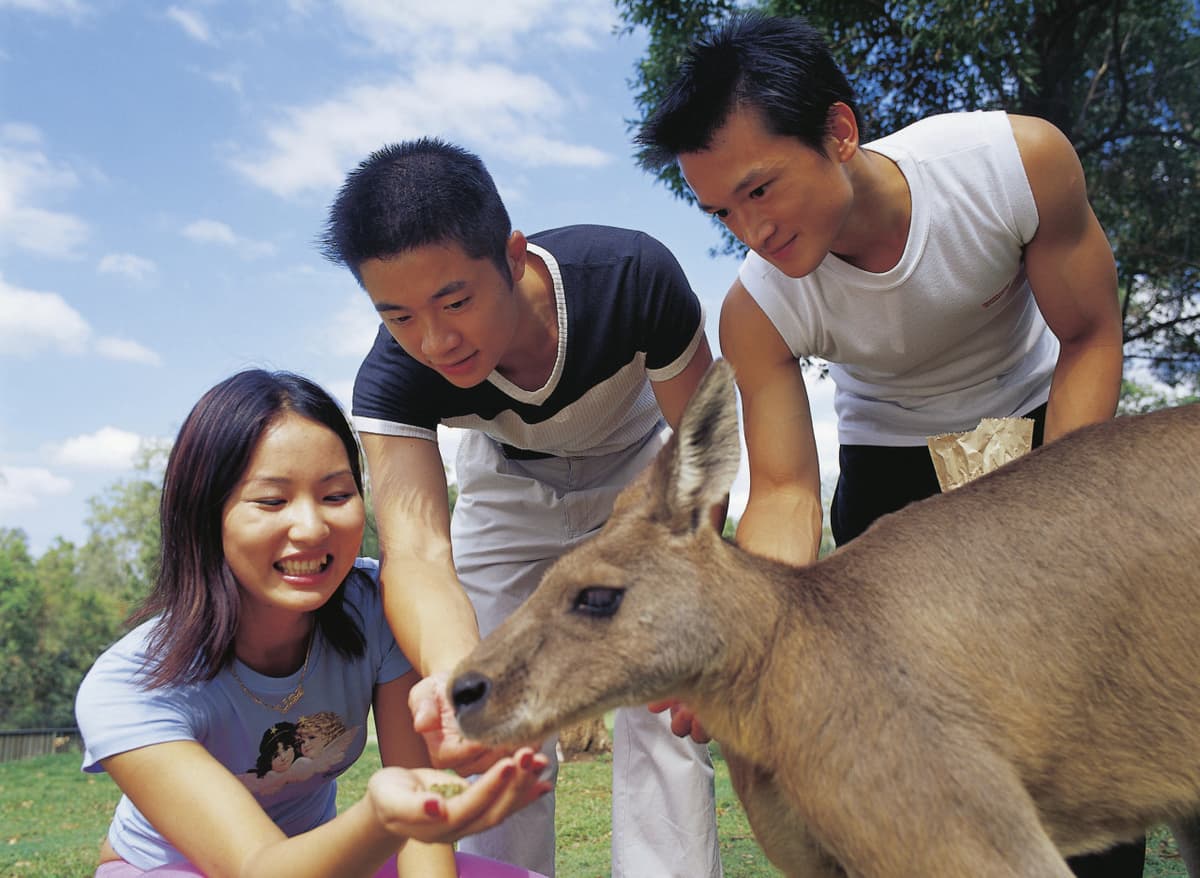 Currumbin Wildlife Sanctuary Ticket