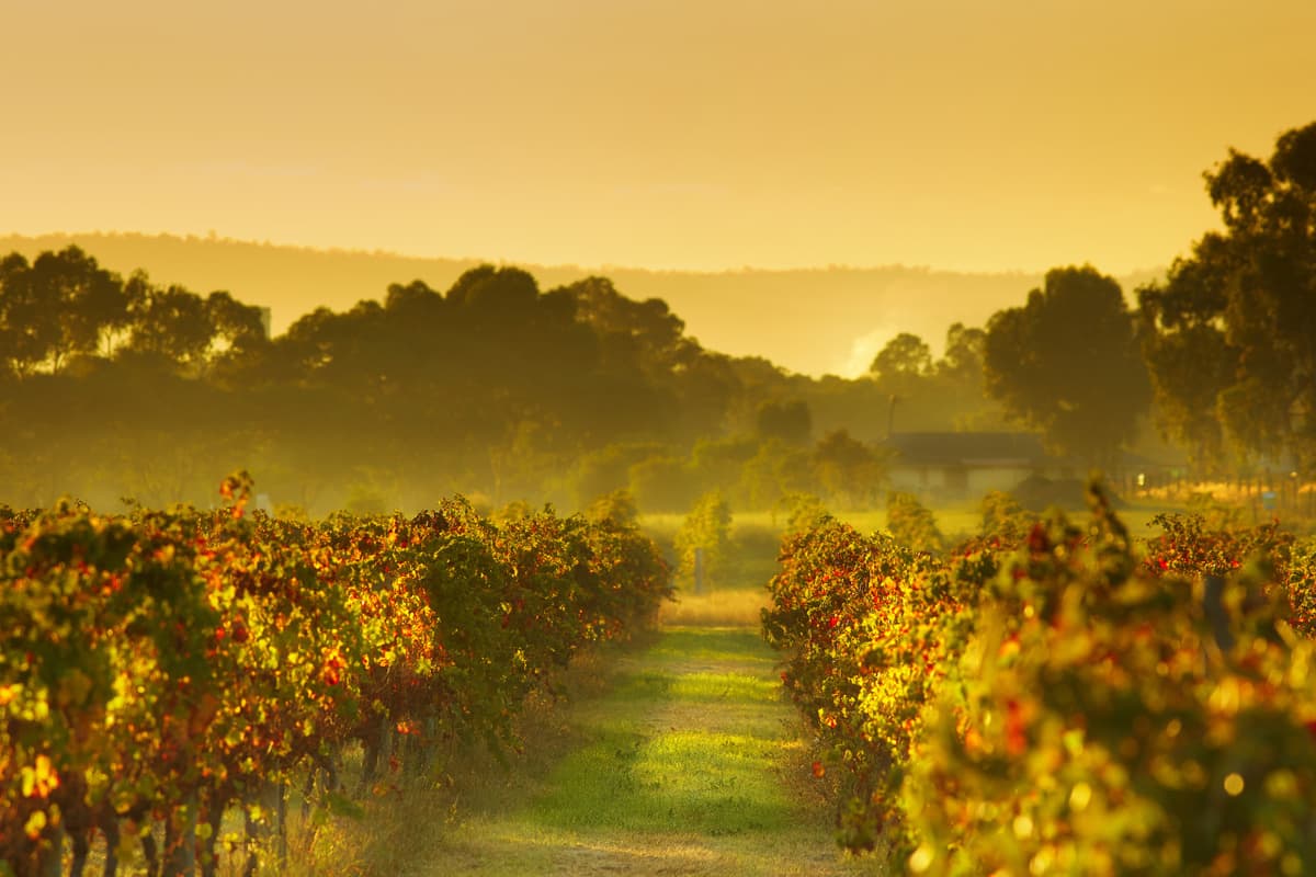 Swan Valley Half-Day Coach Tour with Wine and Chocolate Tasting