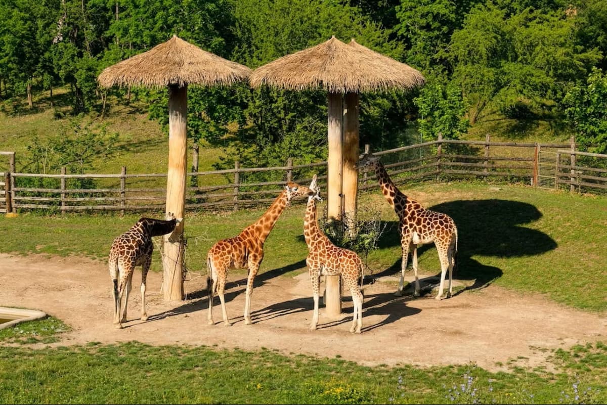 Prague Zoo Ticket + Audio Guide