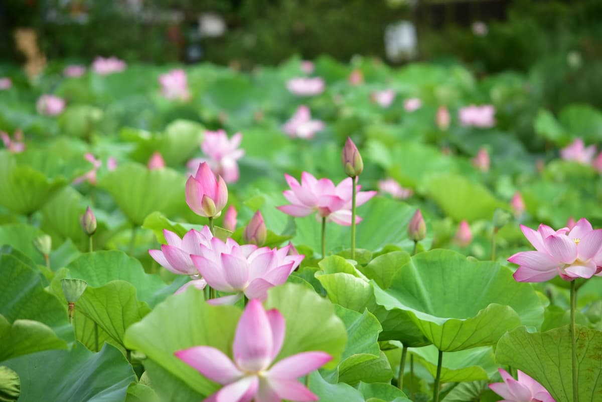 Okinawa Southeast Botanical Gardens