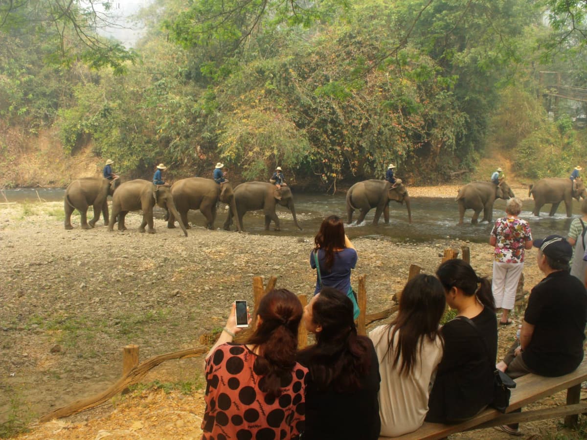Maesa Elephant Camp