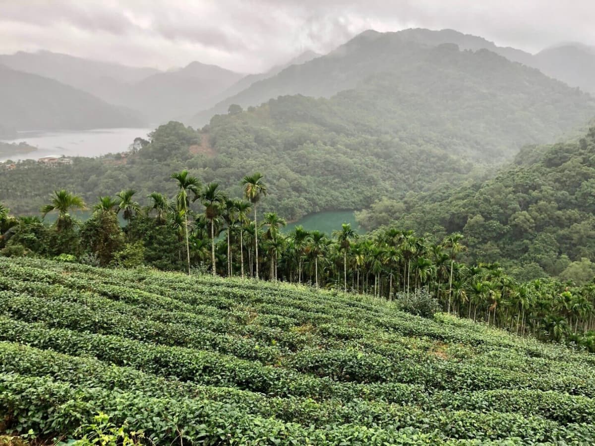 Pinglin Tea Culture and Maokong Full-Day Tour from Taipei