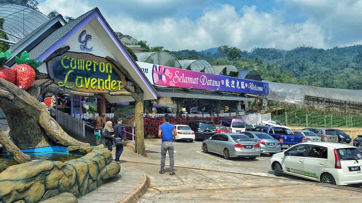 Cameron Highlands Tour from Kuala Lumpur
