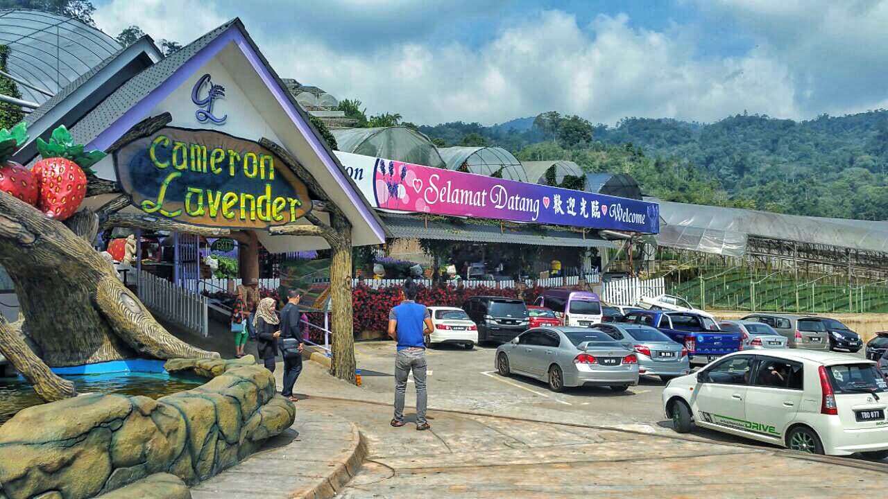 Cameron Highlands Tour from Kuala Lumpur