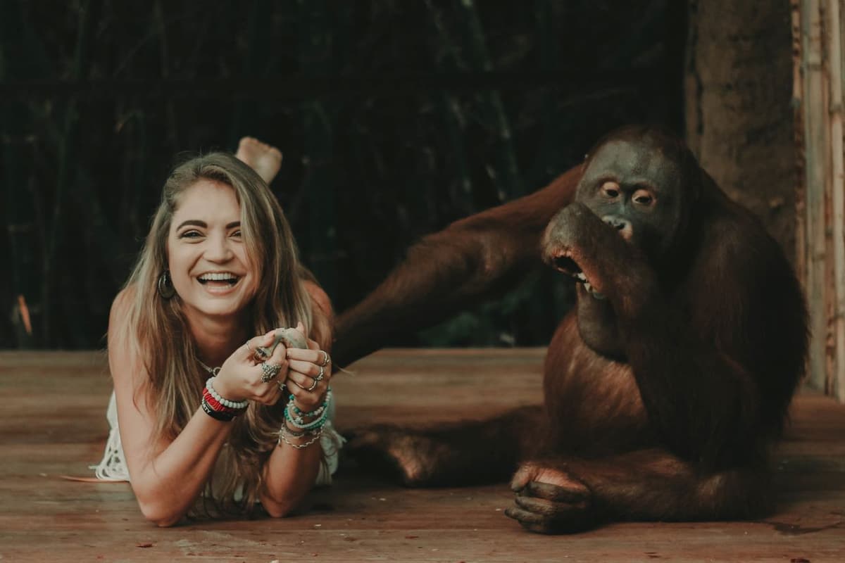 Lombok Wildlife Park Orangutan Interaction