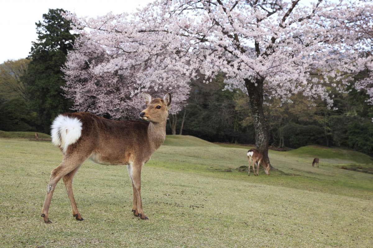 Kintetsu Rail Pass - Train & Bus Pass in Osaka, Nara, Kyoto, Mie (Ise Shima), Nagoya