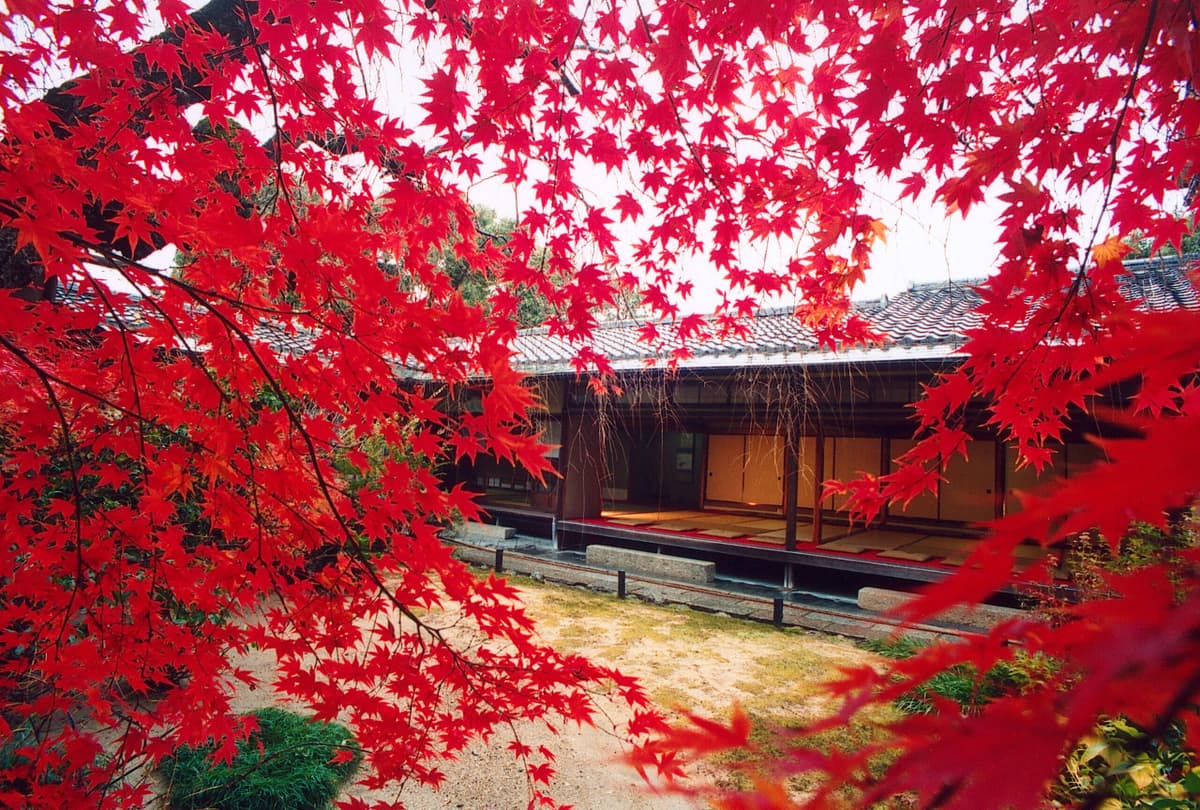 Myoshinji Temple Self-Guided Tour with Lunch