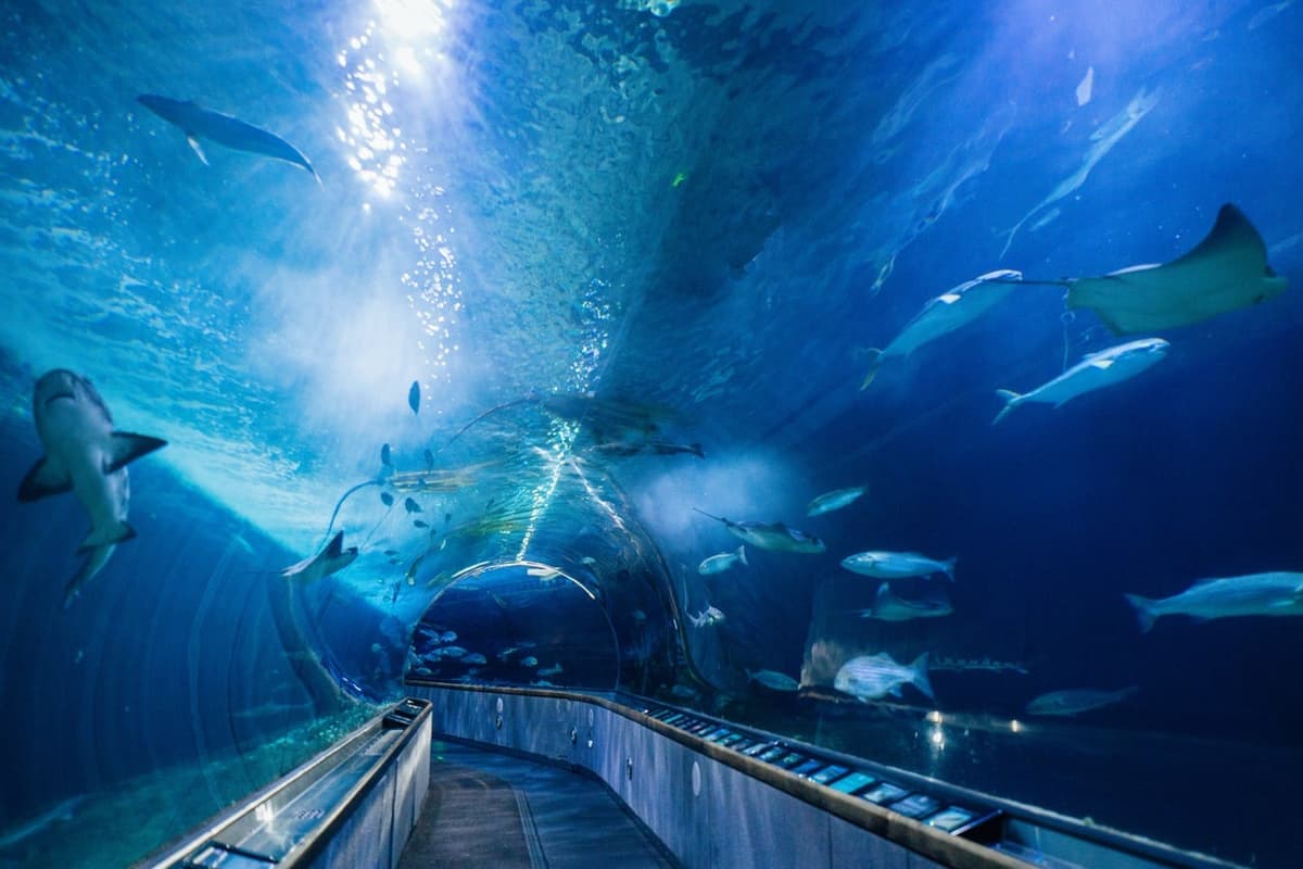 Aquarium of the Bay Ticket