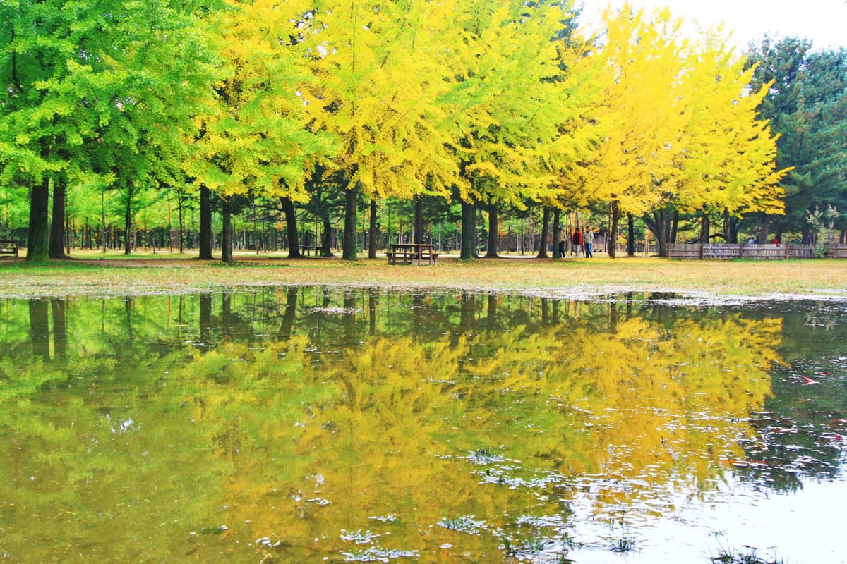 Nami Island and Mount Seorak Full-Day Tour from Seoul