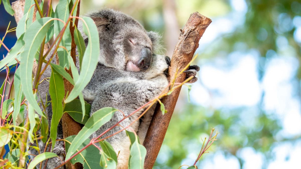 Dreamworld, WhiteWater World, and SkyPoint Gold Coast Multi-day Ticket