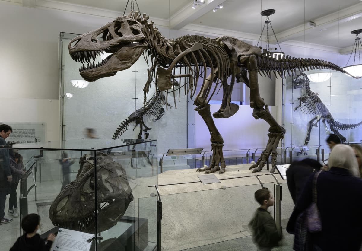 COMBO: American Museum of Natural History + The Museum of Modern Art (MoMA) Tickets