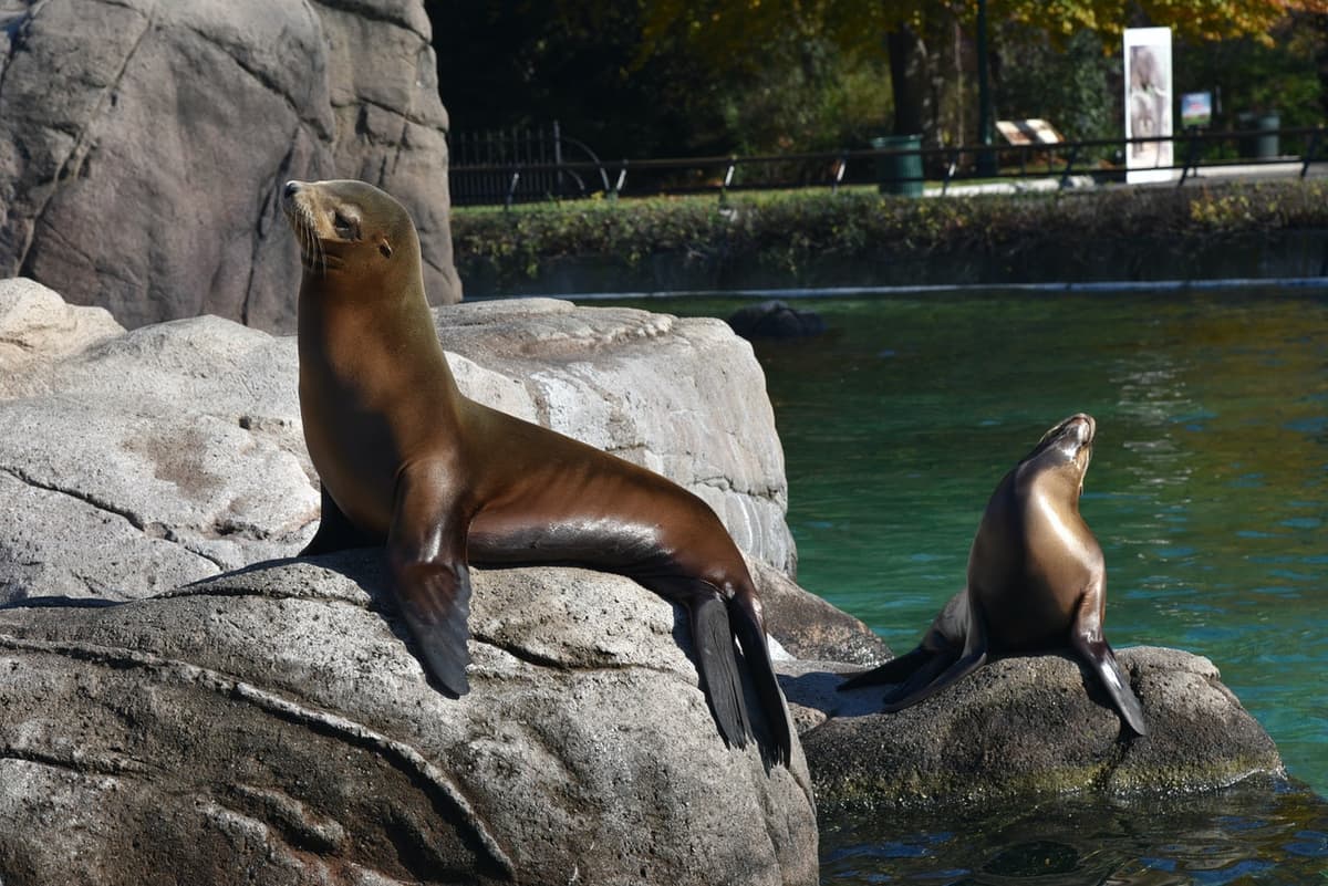 Bronx Zoo