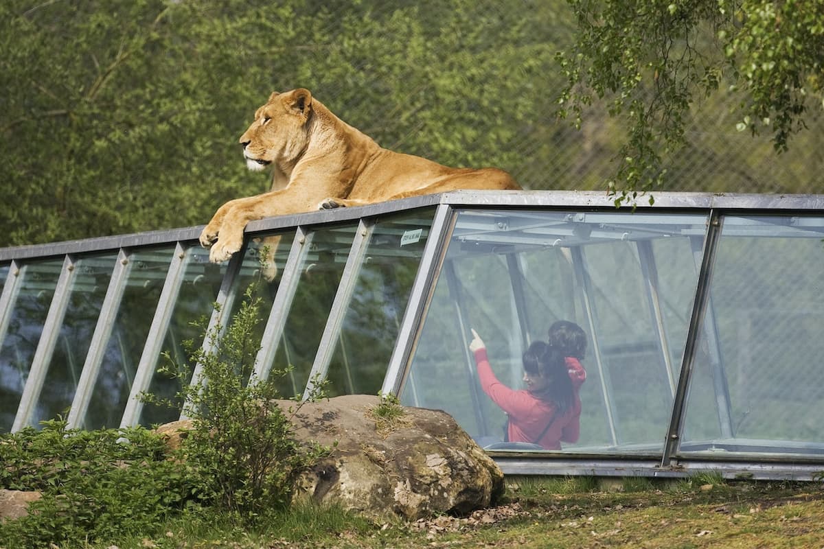 Thoiry ZooSafari: Skip The Line