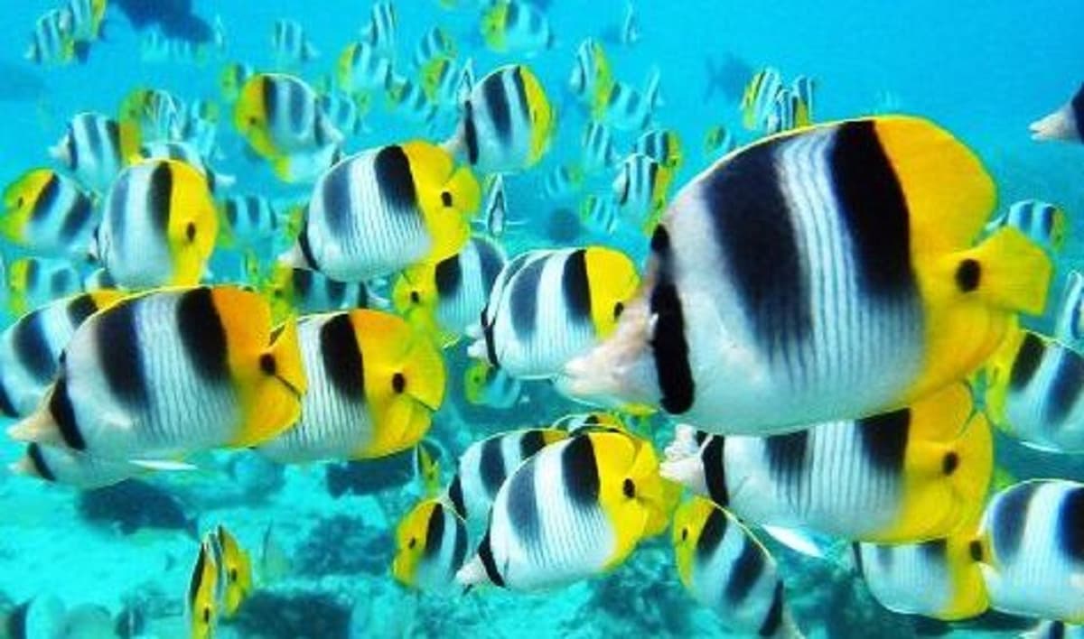 Underwater World Pattaya