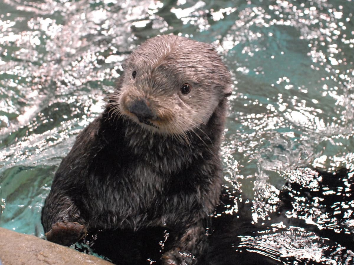 Marine World Uminonakamichi